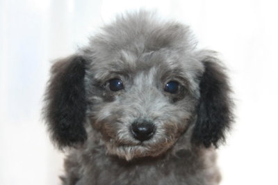 ティーカッププードルシルバー(グレー)の子犬メス、生後3ヶ月画像