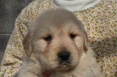 ゴールデンレトリバーの子犬オス、生後1ヶ月画像