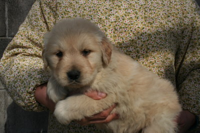 ゴールデンレトリバーの子犬オス、生後1ヶ月画像