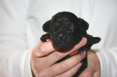 トイプードルブラック(黒色)の子犬メス、生後2週間画像