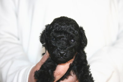 ブラック(黒色)メスのトイプードル子犬、生後4週間画像