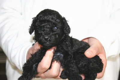 ブラック(黒色)メスのトイプードル子犬、生後4週間画像