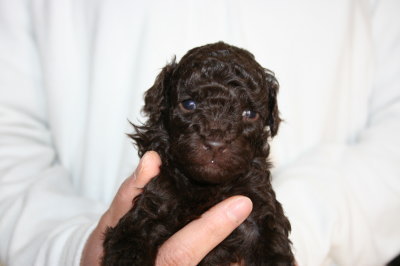 ブラウンメスのトイプードル子犬、生後4週間画像