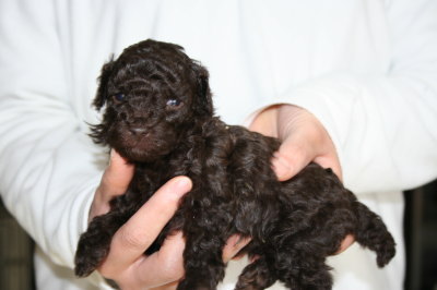 ブラウンメスのトイプードル子犬、生後4週間画像