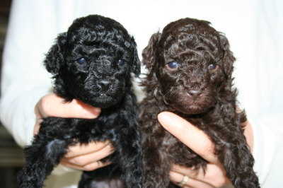ブラック(黒色)メスとブラウンメスのトイプードル子犬、生後4週間画像