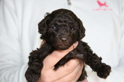 ブラウンオスのトイプードル子犬、生後4週間画像