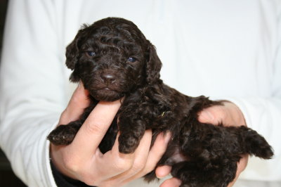 ブラウンオスのトイプードル子犬、生後4週間画像