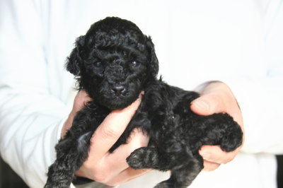 黒色(ブラック)トイプードルの子犬オス、生後4週間画像