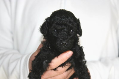 黒色(ブラック)トイプードルの子犬オス、生後4週間画像