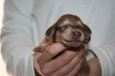 ミニチュアダックスチョコクリームの子犬オス、生後10日画像