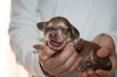 ミニチュアダックスチョコクリームの子犬オス、生後10日画像