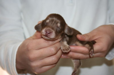 ミニチュアダックスチョコクリームの子犬メス、生後10日画像