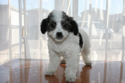 トイプードル白黒パーティー（ホワイト＆ブラック）の子犬オス、生後2ヶ月半画像