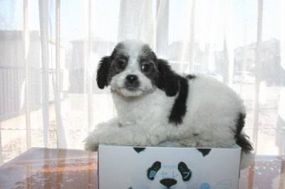 トイプードル白黒パーティー（ホワイト＆ブラック）の子犬オス、生後2ヶ月半画像
