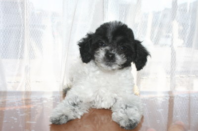 トイプードル白黒パーティー（ホワイト＆ブラック）の子犬メス、生後2ヶ月半画像