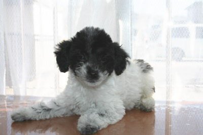 トイプードル白黒パーティー（ホワイト＆ブラック）の子犬メス、生後2ヶ月半画像