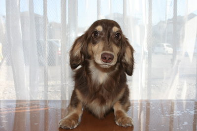 ミニチュアダックスチョコクリームの子犬オス、生後8ヶ月画像