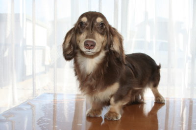 ミニチュアダックスチョコクリームの子犬オス、生後8ヶ月画像