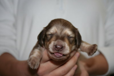 ミニチュアダックスチョコクリームの子犬オス、生後2週間画像