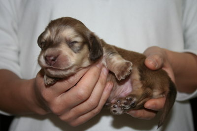 ミニチュアダックスチョコクリームの子犬オス、生後2週間画像