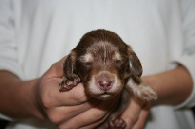 ミニチュアダックスチョコクリームの子犬メス、生後2週間画像