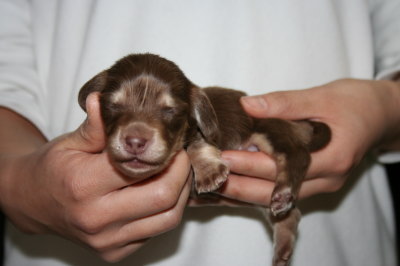 ミニチュアダックスチョコクリームの子犬メス、生後2週間画像