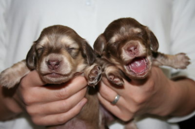 ミニチュアダックスチョコクリームの子犬オスメス、生後2週間画像