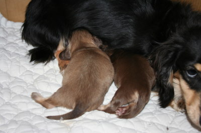 ミニチュアダックスチョコクリームの子犬オスメス、生後2週間画像
