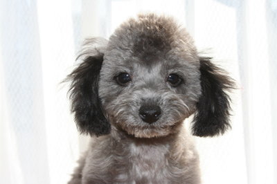 タイニーサイズトイプードルシルバー(グレー)の子犬オス、生後3ヶ月半画像