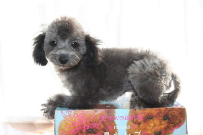 タイニーサイズトイプードルシルバー(グレー)の子犬オス、生後3ヶ月半画像