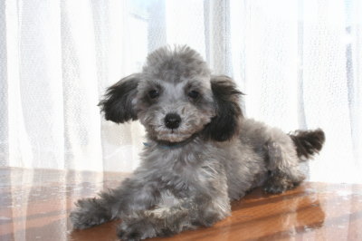 ティーカッププードルシルバー(グレー)の子犬オス、生後3ヶ月半画像