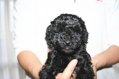 ブラック(黒色)メスのトイプードル子犬、生後5週間画像