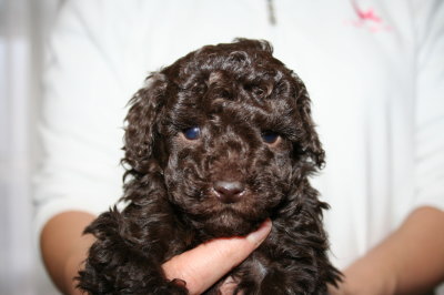 ブラウンメスのトイプードル子犬、生後5週間画像