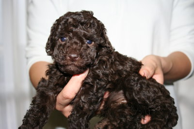 ブラウンメスのトイプードル子犬、生後5週間画像