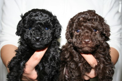 ブラック(黒色)メスとブラウンメスのトイプードル子犬、生後5週間画像