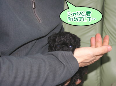 黒色(ブラック)トイプードルの子犬オス、生後5週間画像