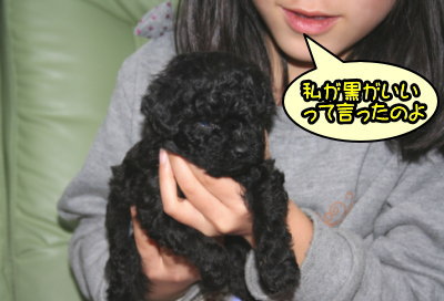 黒色(ブラック)トイプードルの子犬オス、生後5週間画像