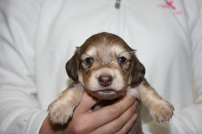 ミニチュアダックスシェイデッドクリームの子犬オス、生後3週間画像