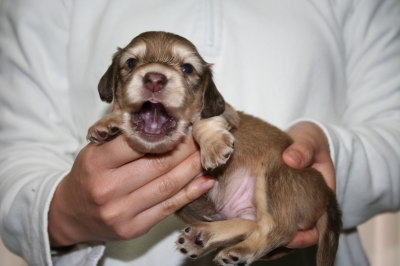 ミニチュアダックスシェイデッドクリームの子犬オス、生後3週間画像