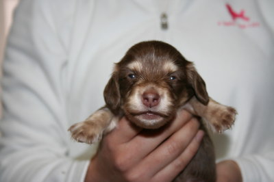 ミニチュアダックスチョコクリームの子犬メス、生後3週間画像