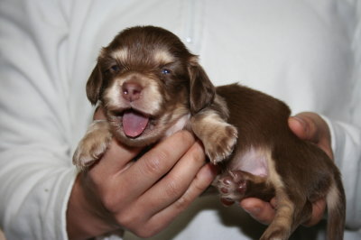 ミニチュアダックスチョコクリームの子犬メス、生後3週間画像