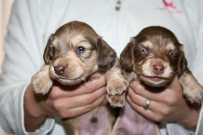 ミニチュアダックスシェイデッドクリームオスとチョコクリームの子犬、生後3週間画像