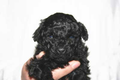 トイプードルブラック(黒色)の子犬メス、生後4週間画像