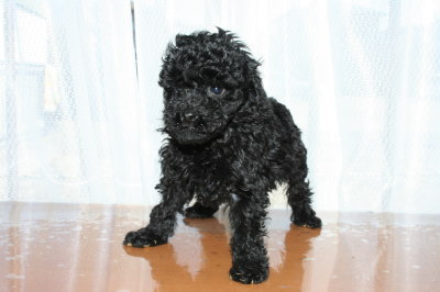 ブラック(黒色)メスのトイプードル子犬、生後6週間画像