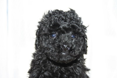 ブラック(黒色)メスのトイプードル子犬、生後6週間画像