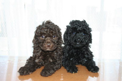 ブラック(黒色)メスとブラウンメスのトイプードル子犬、生後6週間画像