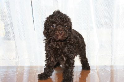 ブラウンメスのトイプードル子犬、生後6週間画像
