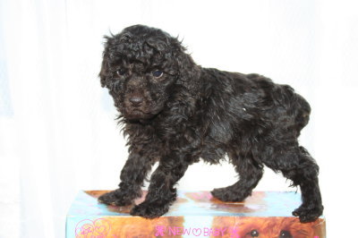 ブラウンオスのトイプードル子犬、生後6週間画像