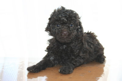 ブラウンメスのトイプードル子犬、生後6週間画像