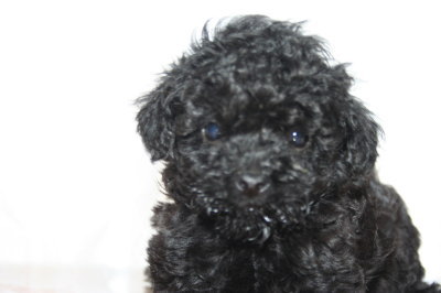 黒色(ブラック)トイプードルの子犬オス、生後6週間画像